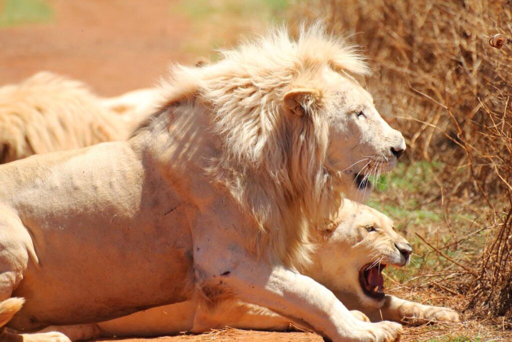The Rhino & Lion Park Nature Reserve