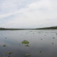 Roodeplaat Dam Nature Reserve