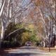 Jan Smuts Avenue, Irene